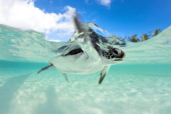 去哥斯达黎加与海龟对话